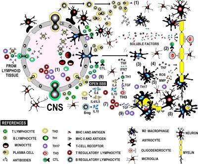 Multidimensional overview of neurofilament light chain contribution to comprehensively understanding multiple sclerosis